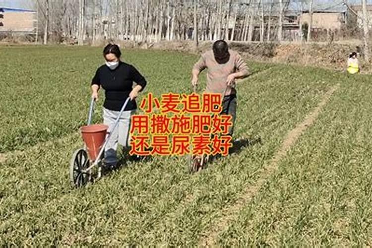 田螺怎么养殖