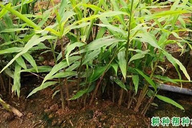 开普有机水溶肥料作用？
