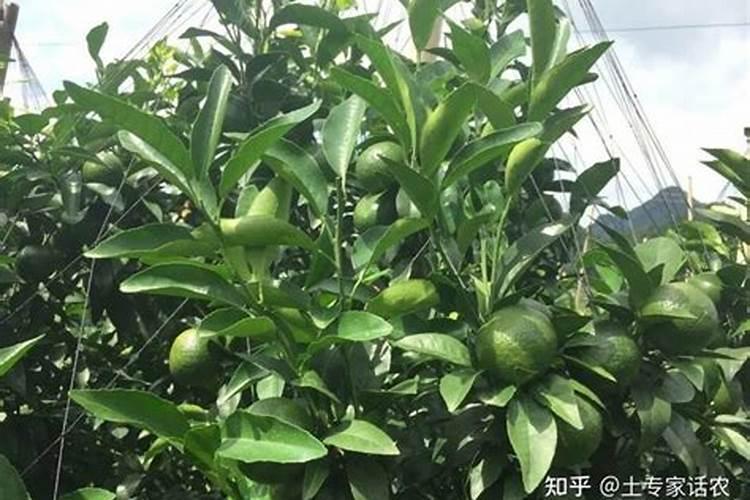 磷酸二氢钾如何正确使用