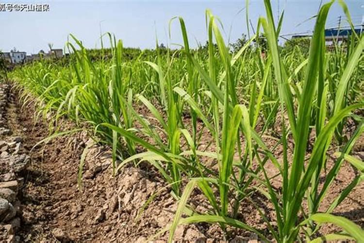 大佛肚竹怎么养,掌握四大要点让其枝繁叶茂