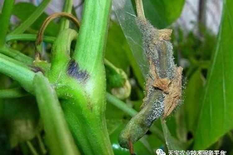 养葱多久浇一次水