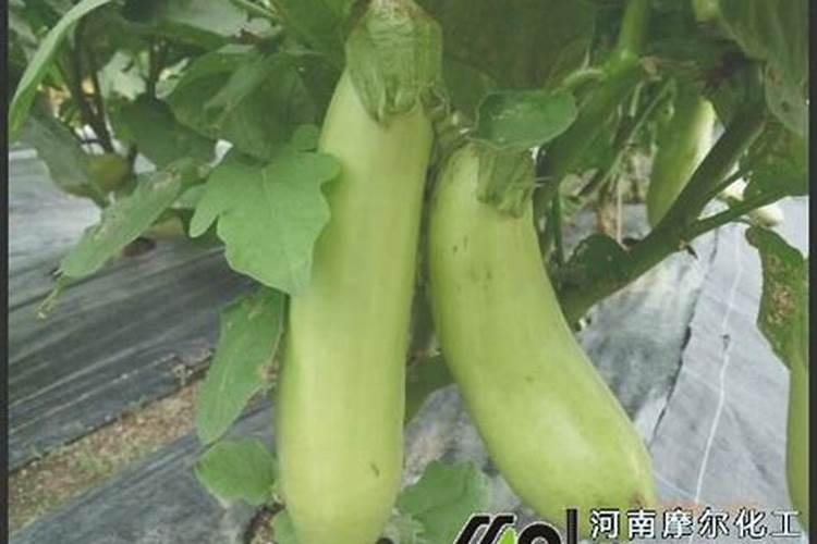 红薯施肥,需要什么讲究