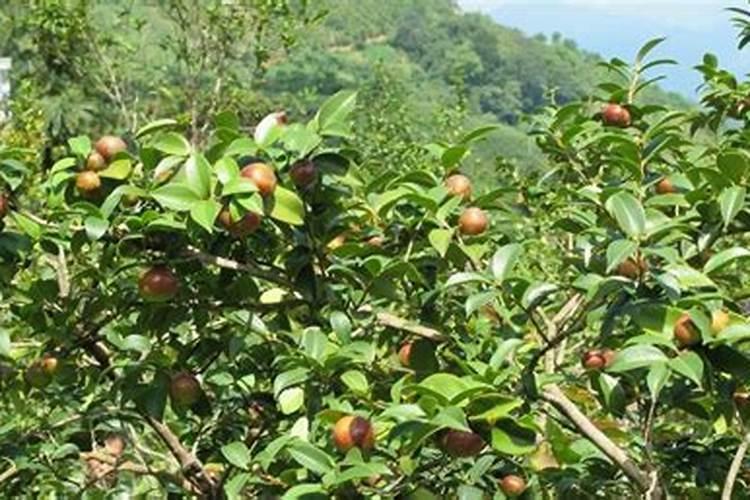 油茶树施什么肥长得快