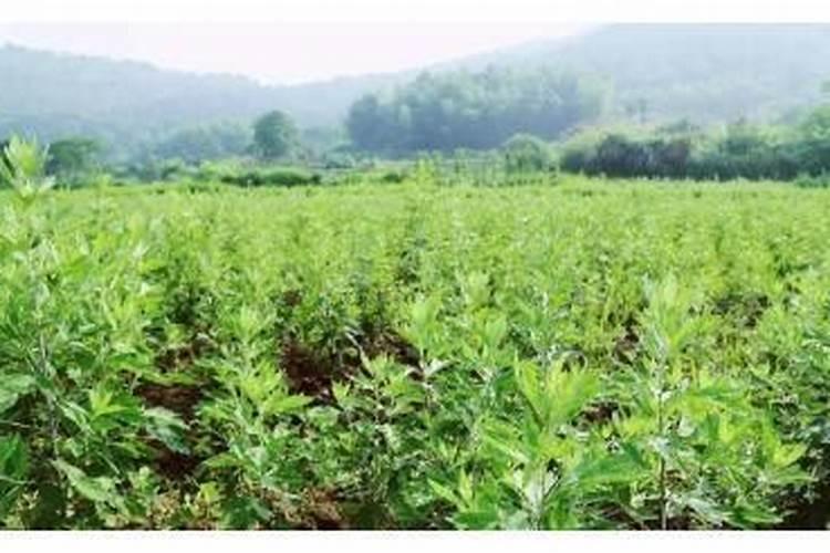 野生艾草长什么样子