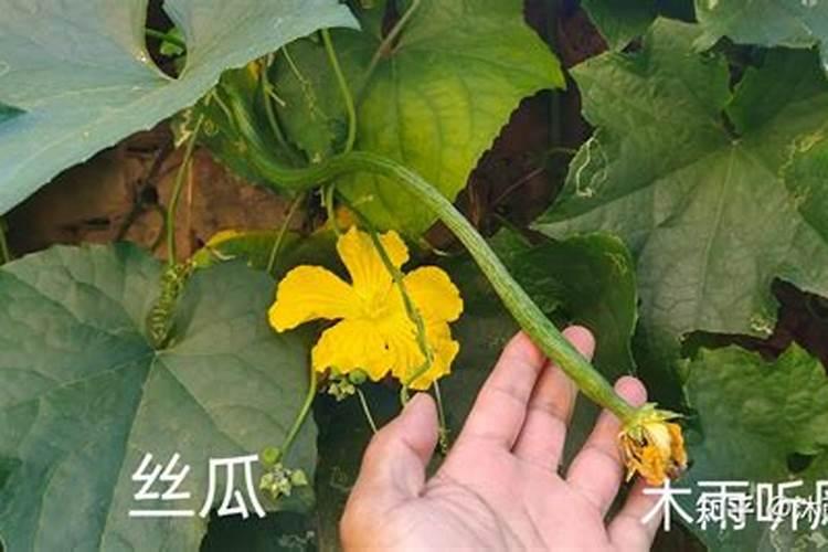 丝瓜高产施肥方法