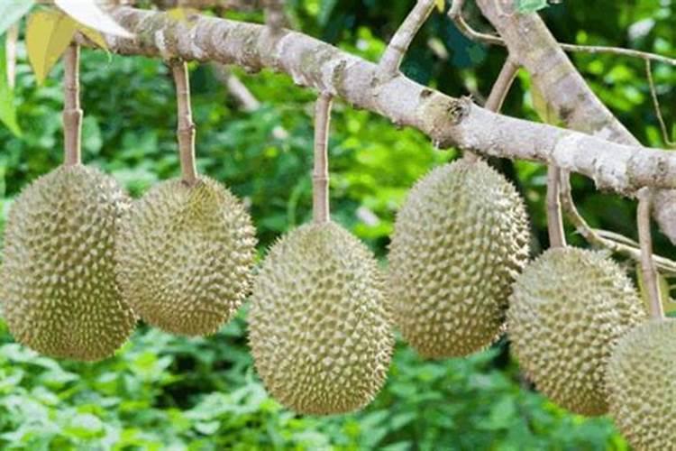 香菜种子直接撒土里能发芽吗