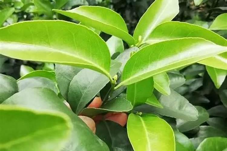香菜什么时候撒种子香菜种子种下后多久发芽