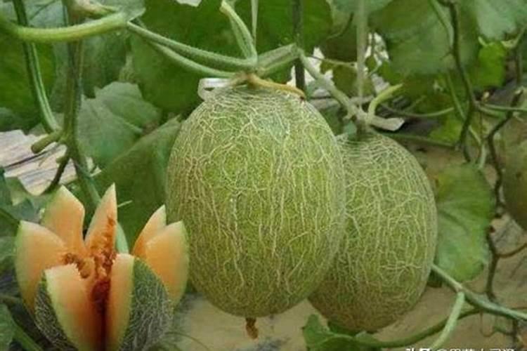 墨兰开花是什么肥