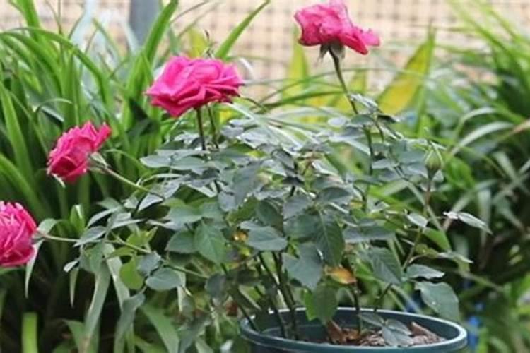 月季花肥用什么合适 肥料制作与使用方法