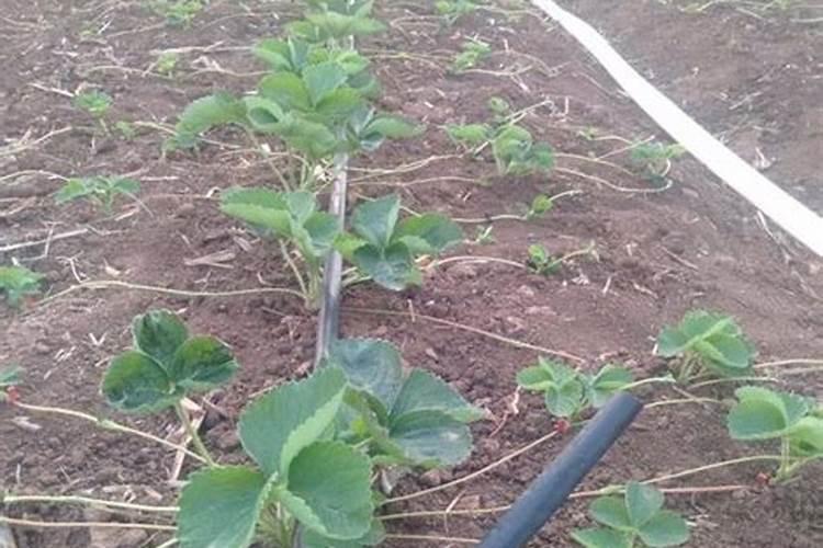 氮肥、磷肥、钾肥各是适用哪些状况的植物？