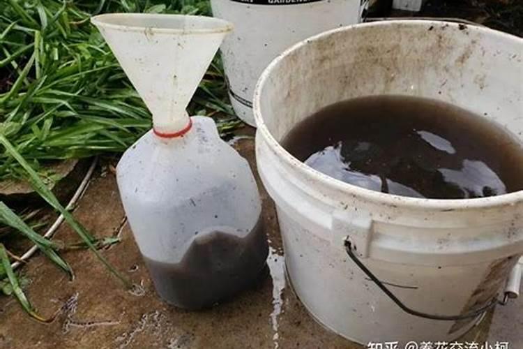 饼肥水发酵多久可以用