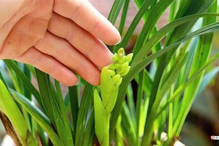 兰花缺肥的症状(附缺肥处理方法)