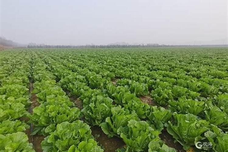 白菜烂心该怎么办？