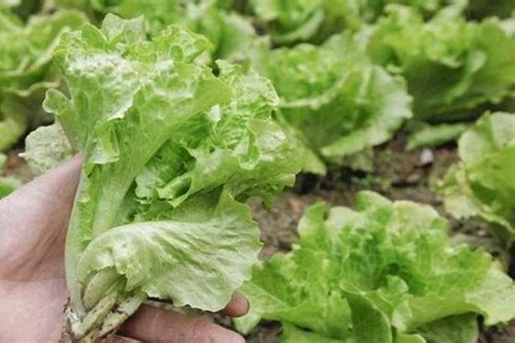 生菜最好的肥料是什么？