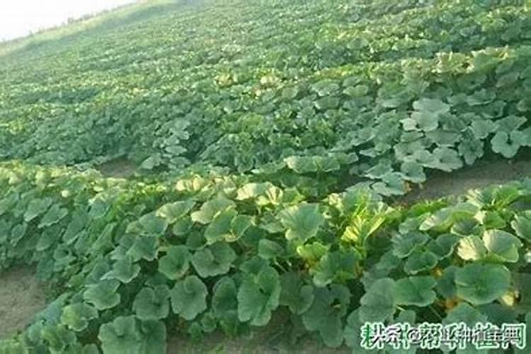 兰花干尖怎么办