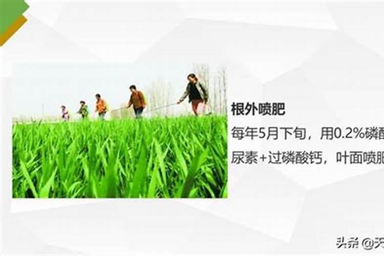 小麦的需肥规律及配方 如何施肥才高产