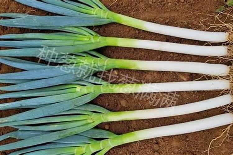 种大葱用什么肥最好(栽种大葱施肥用什么肥料好)