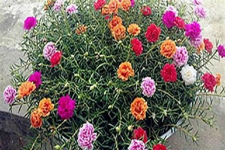 芸豆怎么施肥,芸豆施肥注意事项