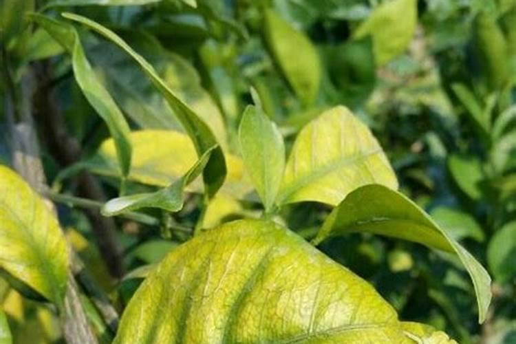 种植富川脐橙,要防治哪些病虫害？