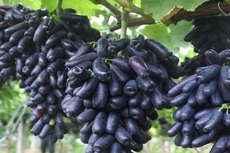 蜜汁番茄怎么做的