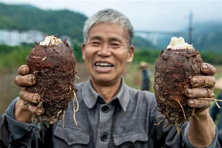 槟榔芋的种植与管理技术