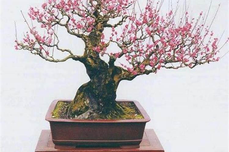 辣椒里含有什么元素？
