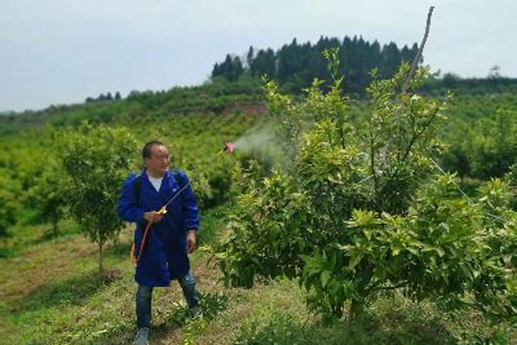 202020水溶肥配方