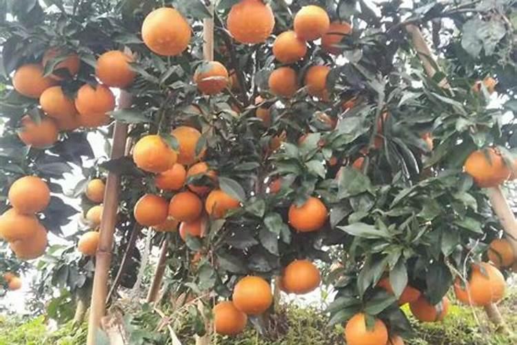 柑橘开春用什么肥料
