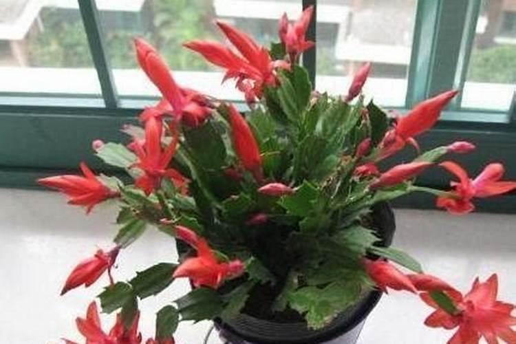 桂花如何施钾肥