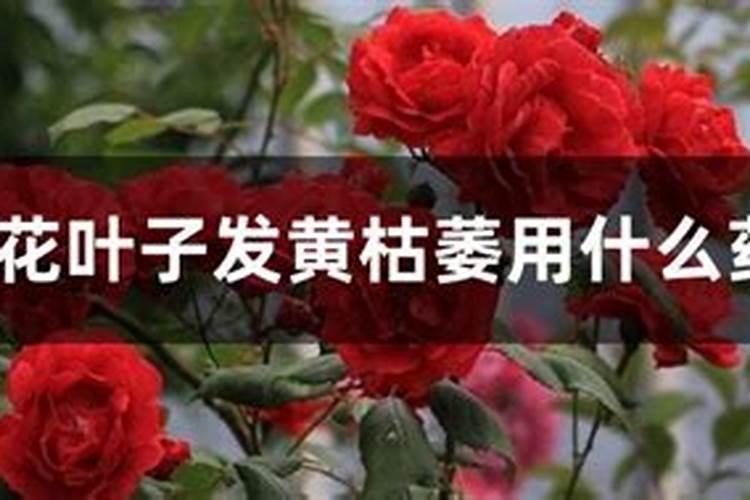 月季花黄叶怎么补救最快方法