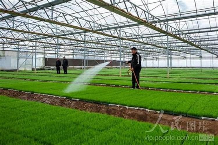 水稻打叶面肥时机,多高温度下使用？