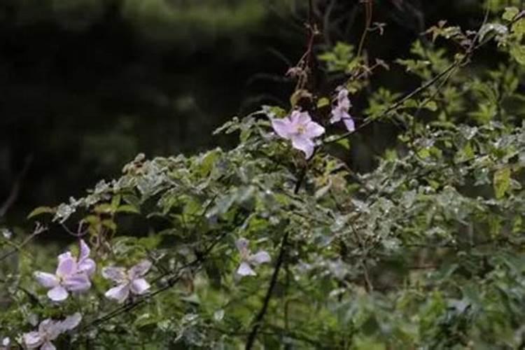 杜鹃花怎么施肥