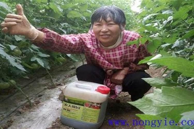 茄子刚上复合肥能浇水吗