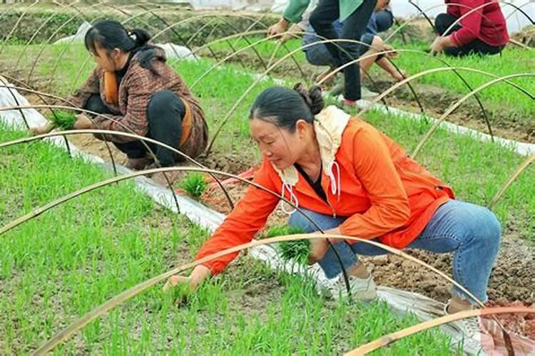 植物生长过程中,需磷肥的关键时期是什么时候