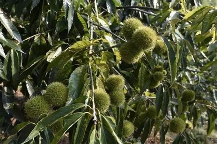 锥栗种植了半个月可以用尿素吗？