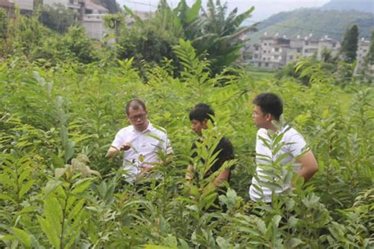 种植锥栗,该如何施肥