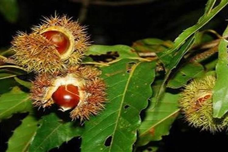 我想给栗子树施肥,该用什么肥料？