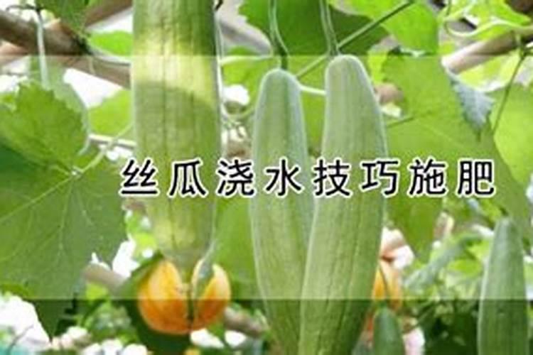 4月份种丝瓜,用什么肥,才能长得又多又好吃？