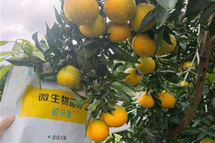 种柑橘用什么肥料最好