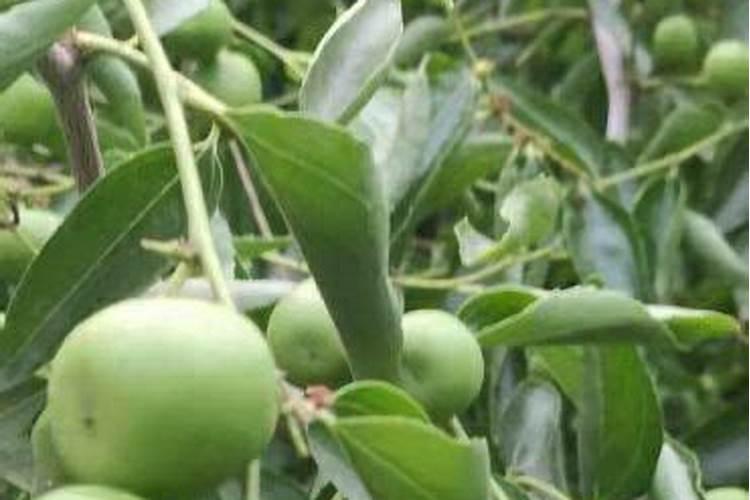 枣树开花坐果期喷啥水溶肥好？