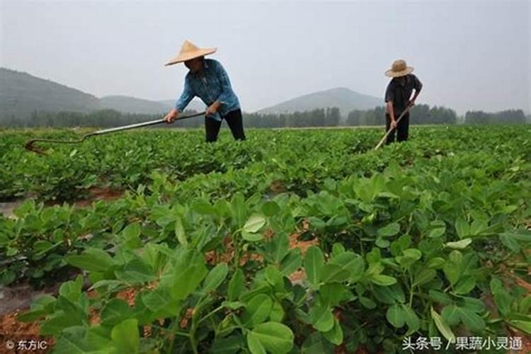 茶树缺素症基本症状