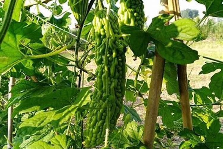 在阳台种植苦瓜必须施肥吗？是什么肥？
