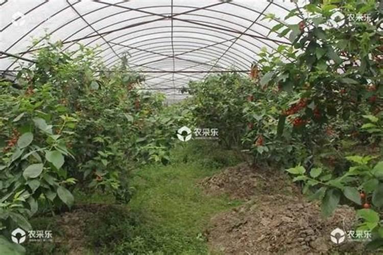 樱桃树底肥放什么肥好(底肥施用方法)