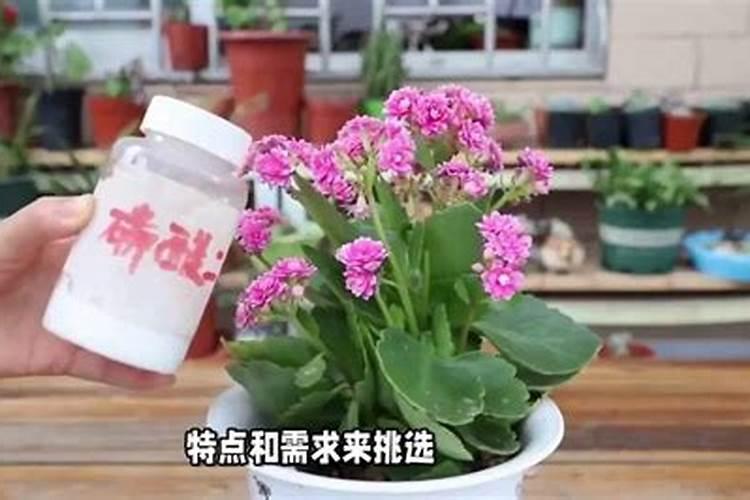 长寿花施什么肥开花多