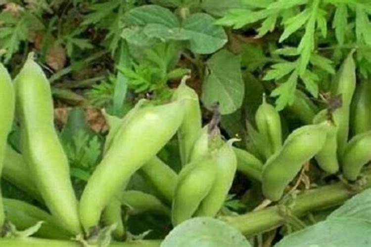 胡豆什么时候播种