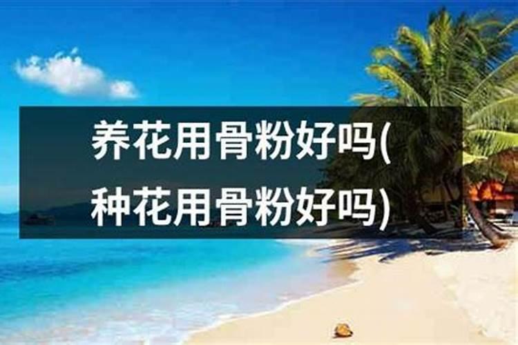 种茶花用什么肥料最好