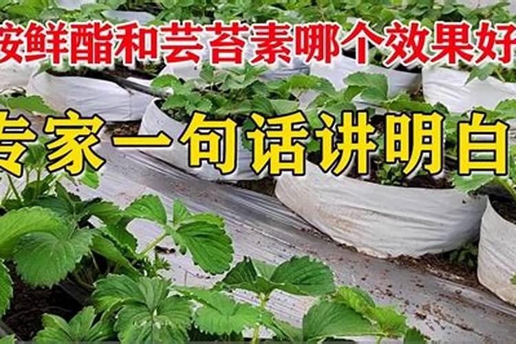 调节剂胺鲜酯和芸苔素哪个效果更好？农户应该如何选择？