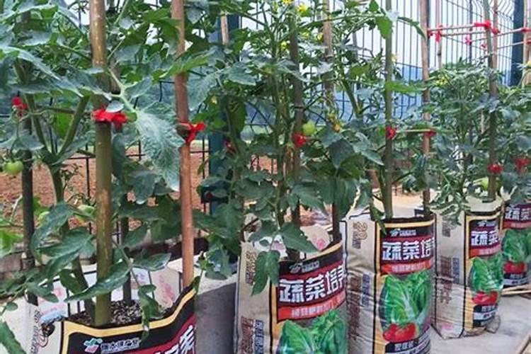 我种的菜长不大时吃起来就感觉老了,什么原因？