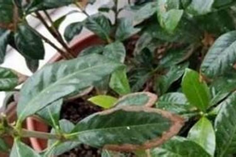 植物施肥过多怎么办植物施肥过多的解决方法