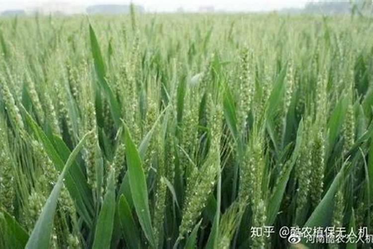 韭菜营养失调的症状有哪些？